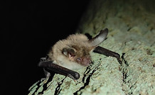 Myotis bechsteinii