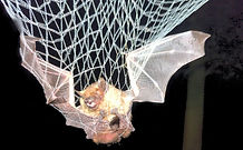 Eptesicus serotinus