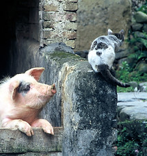 Pig-and-Cat-89906741_2432x1535.jpeg