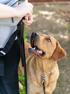 Dog Training with treats in brighton mi during training with its owner