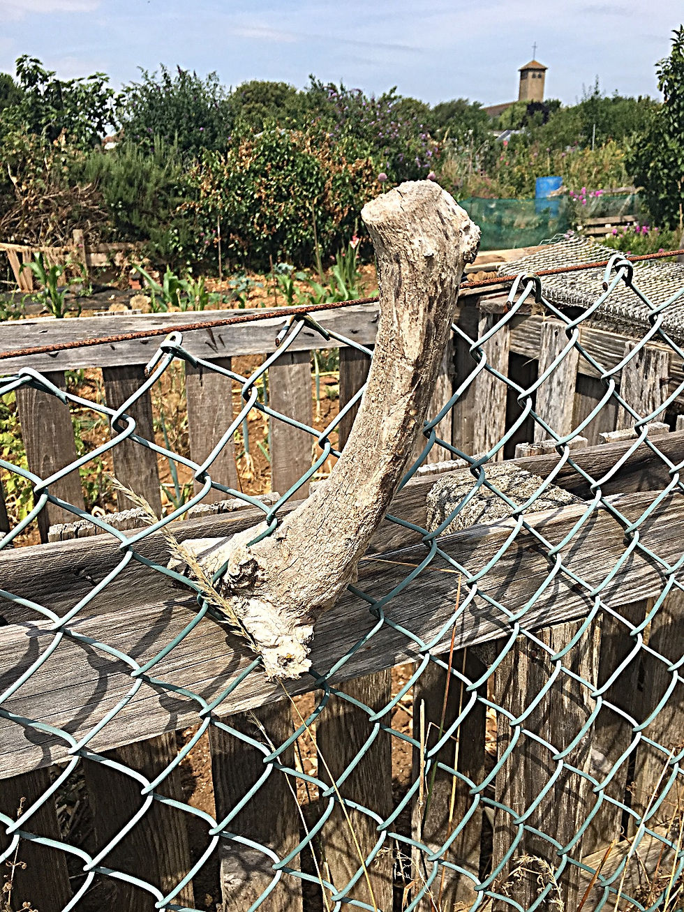 wooden phallus