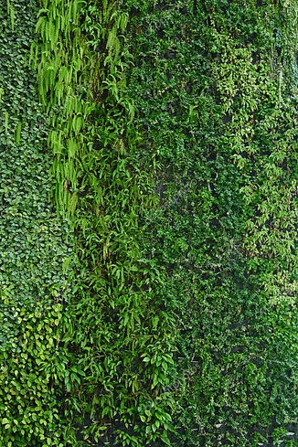 depositphotos_29980497-stock-photo-vertical-garden-natural-green-leaf.jpg