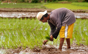 ‘Irigasyon, dapat ilibre sa mga magsasaka’—Binay