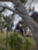 Tree pruning specialist secured with ropes during canopy trimming