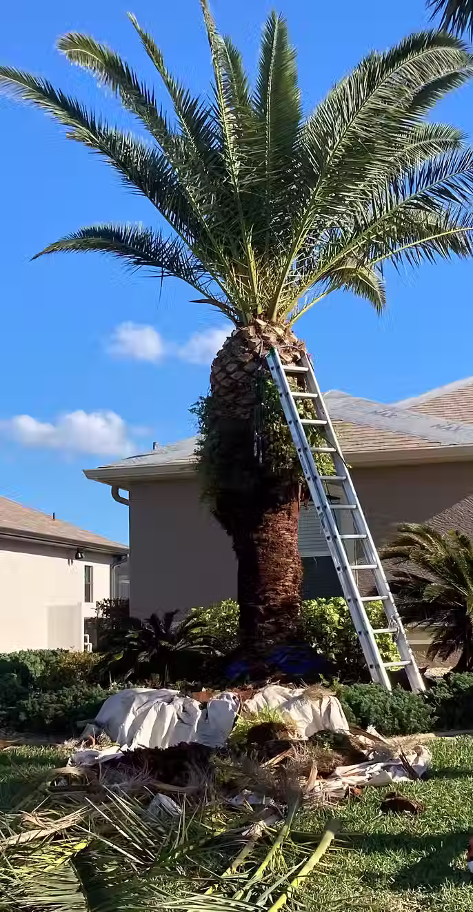 Large palm tree removal close to roofline in Venice, Florida