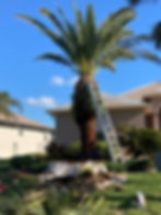 Palm Tree Trimming in Sarasota and Charlotte