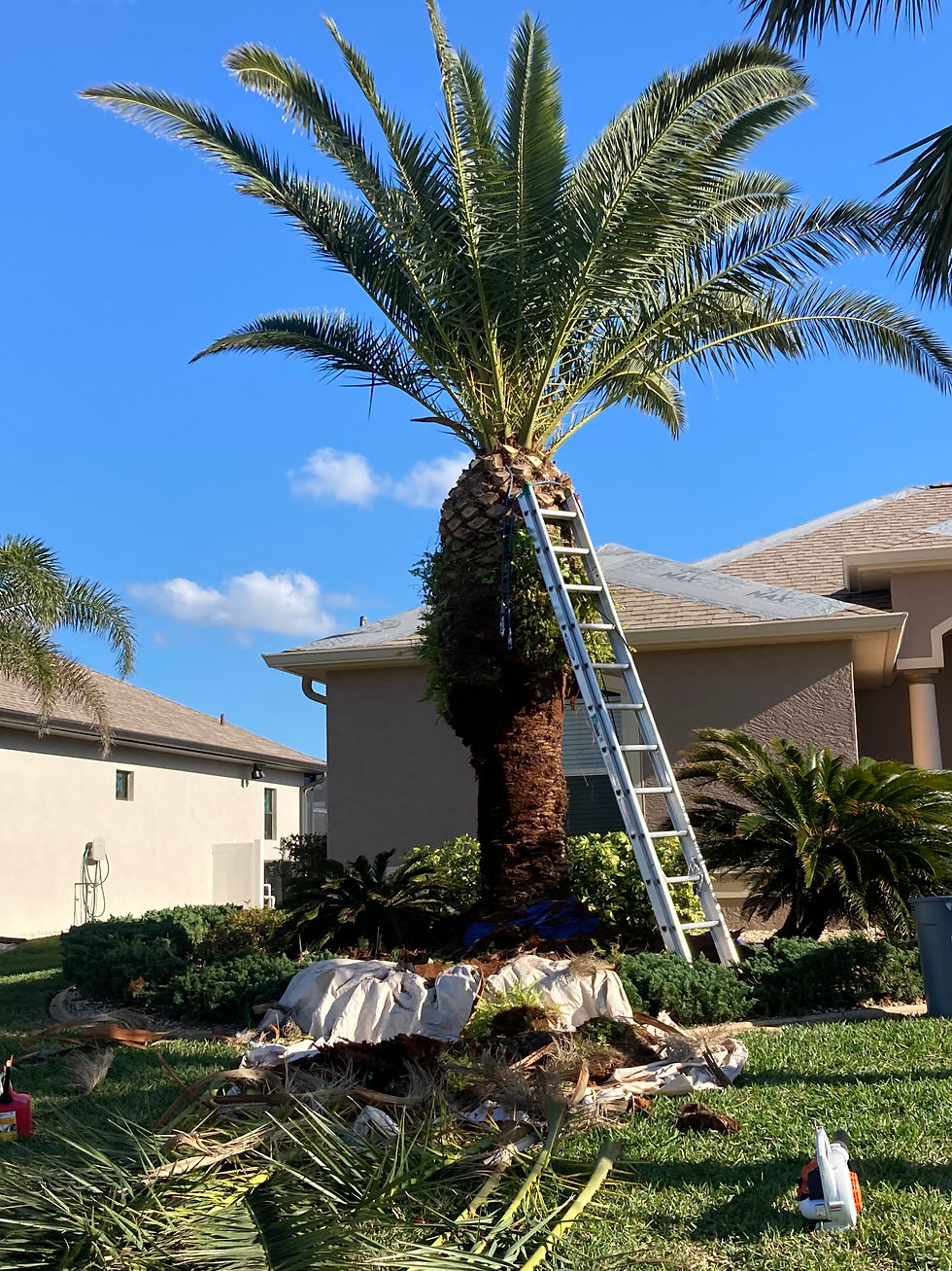 Palm Tree Trimming in Sarasota and Charlotte