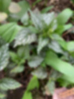 Blätter der gelben Taubnessel