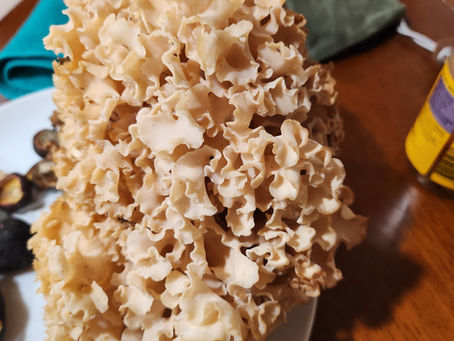 Foraging Cauliflower Mushrooms in the Pacific Northwest: Where, When, and How to Identify