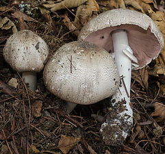 Agaricus deardorffensis