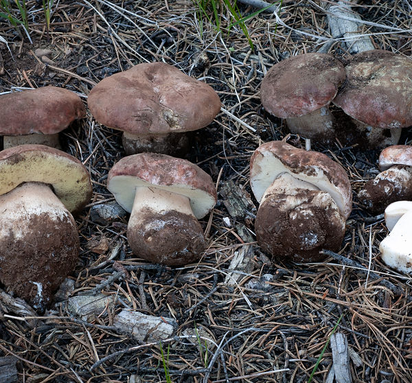 Boletus Rex-veris aka Spring King Bolete