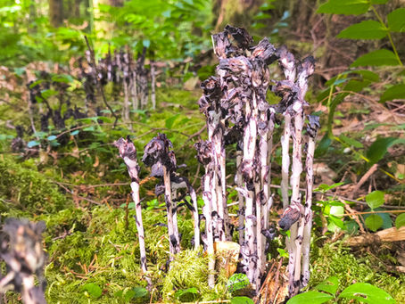 Ghost Pipe helps to locate Lobster Mushrooms