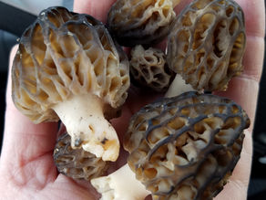 Finding Morels in Conifer Forests