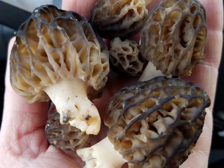 Finding Morels in Conifer Forests
