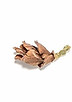 Western redcedar cones