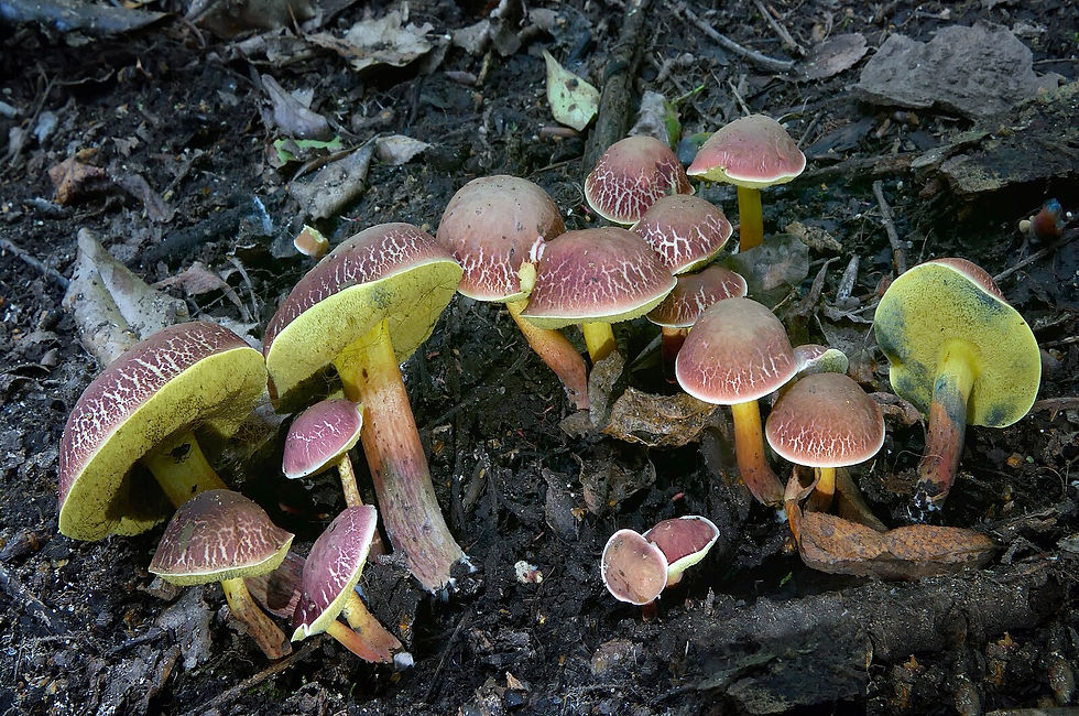 Photo by: Bernard Spragg