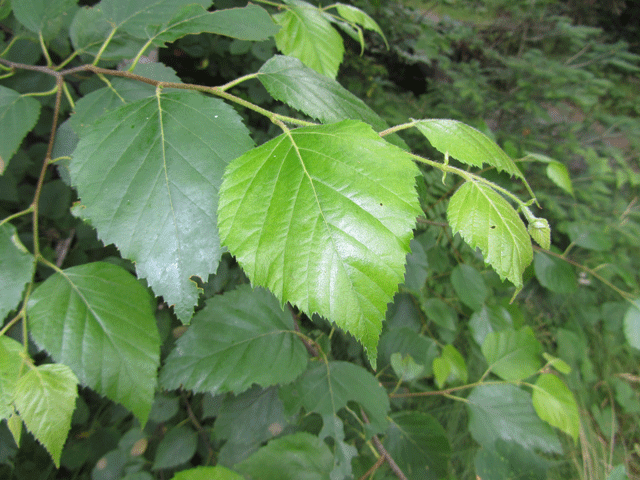 Birch tree leaves