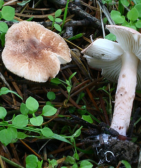Lepiota_subincarnata_1130318.jpg