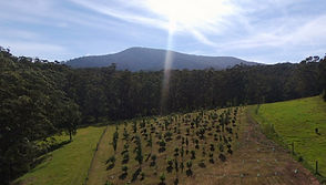 Aerial shot truffle farm.jpg
