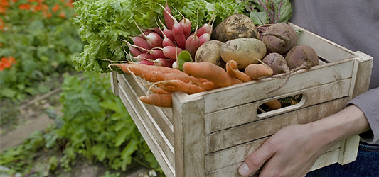 Fruits and Vegetables exporters in India