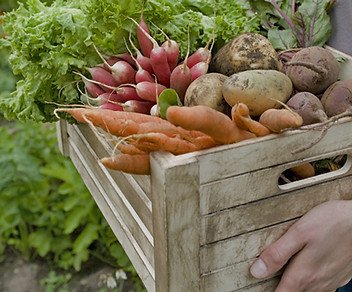 Crate of Vegetables