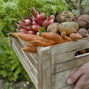 Le panier de légumes