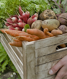Crate of Vegetables