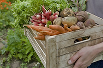 Crate of Vegetables