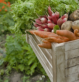Crate of Vegetables