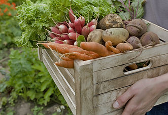 Le panier de légumes