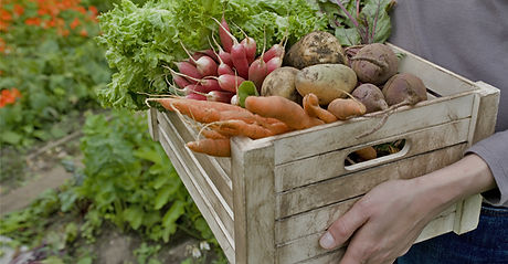 Le panier de légumes
