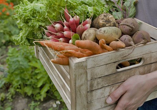 Fall Subscription is OPEN!