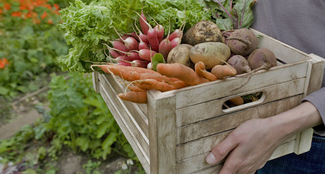 Aplicativo gratuito ensina a fazer e cultivar hortas em casa