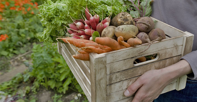 Fresh Vegetable Harvest