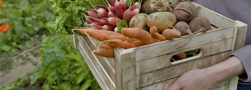 Crate of Vegetables