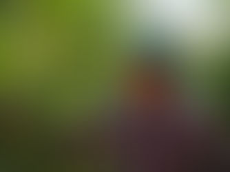 エスペランサ農園のグァテマラがオンラインショップに入荷しました。