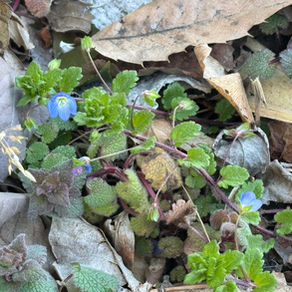 FROM SOTONOIN vol.12