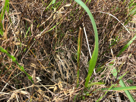 田んぼの生き物たち2