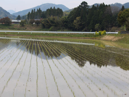 綺麗に田植えされています。
