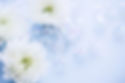 供花イメージ（菊）