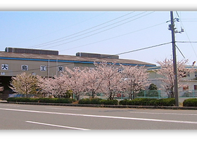 外周100mの桜並木