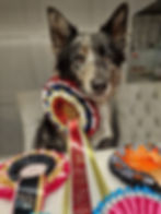 dog modelling rosettes
