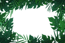 fundo-de-folhas-tropicais.png