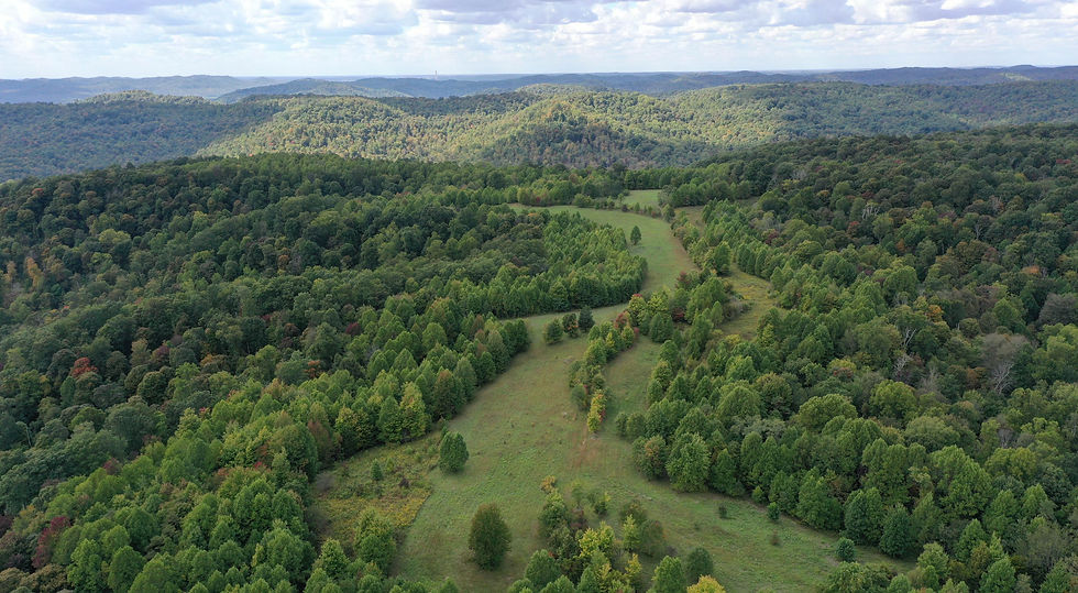 OHIO FOREST.jpg