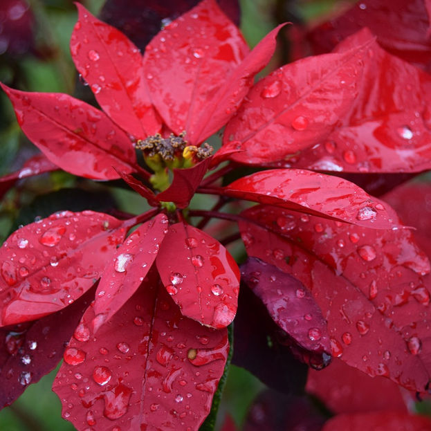 Poinsett y la Flor de Nochebuena: símbolos de la potencia estadounidense