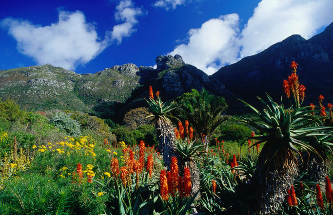 b5f3daa0d294baadd5c1a5f96f613301-kirstenbosch-botanical-gardens.jpg