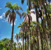 Foto: Acervo Descubra Chapecó