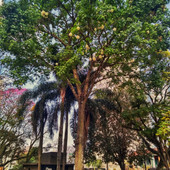 Foto: Acervo Descubra Chapecó