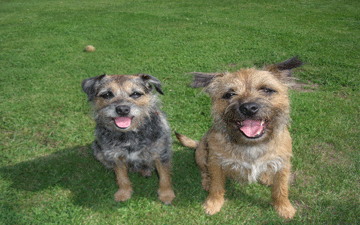 Appy kennels discount