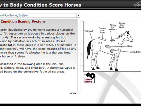 Are You Ready For The Horse Care Challenges of 2013?